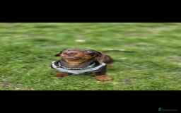 Miniature Dachshund dogs for stud: STUD ONLY  - Image 3