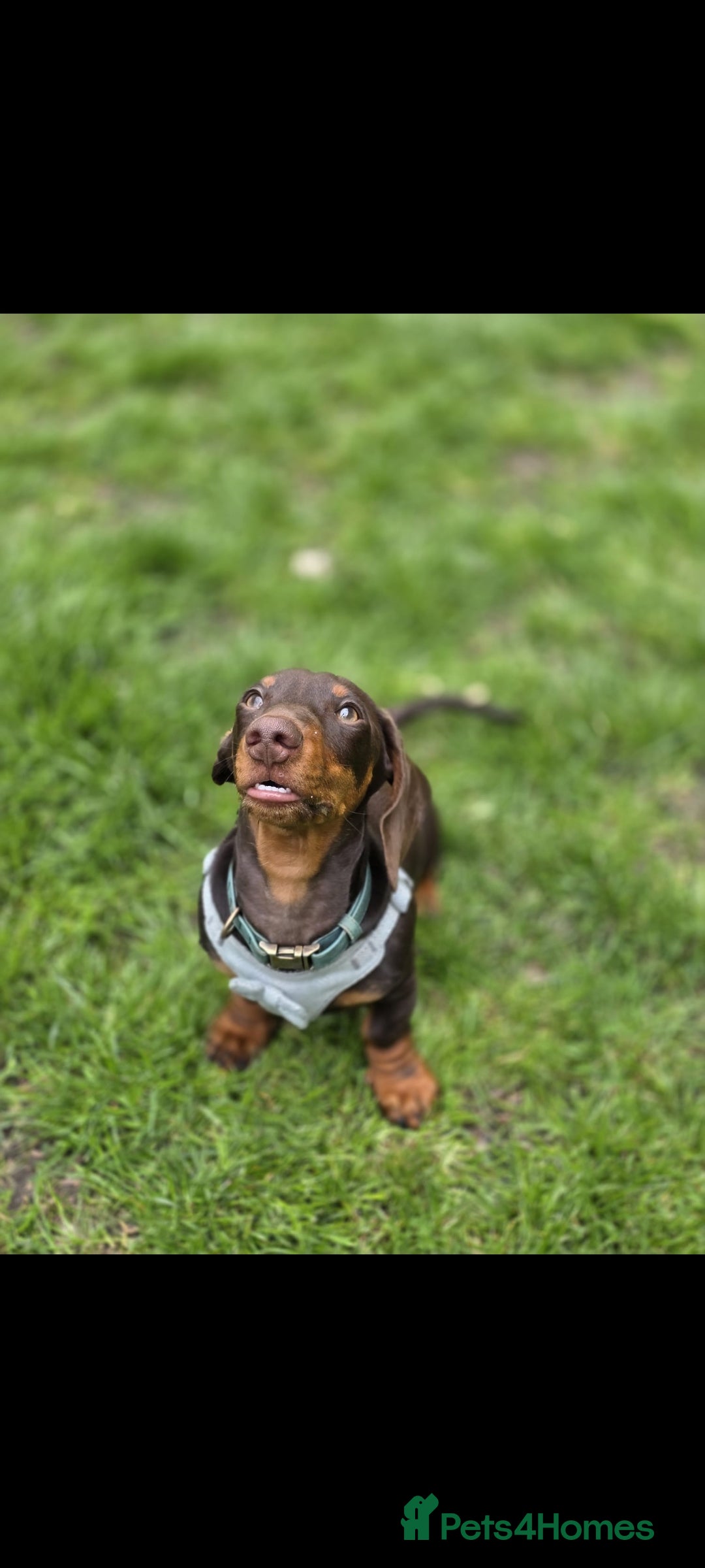 Miniature Dachshund dogs for stud: STUD ONLY  - Image 3