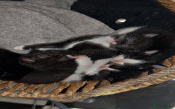 Mixed Breed cats for sale: 4 beautiful kittens ready for new home - Image 2