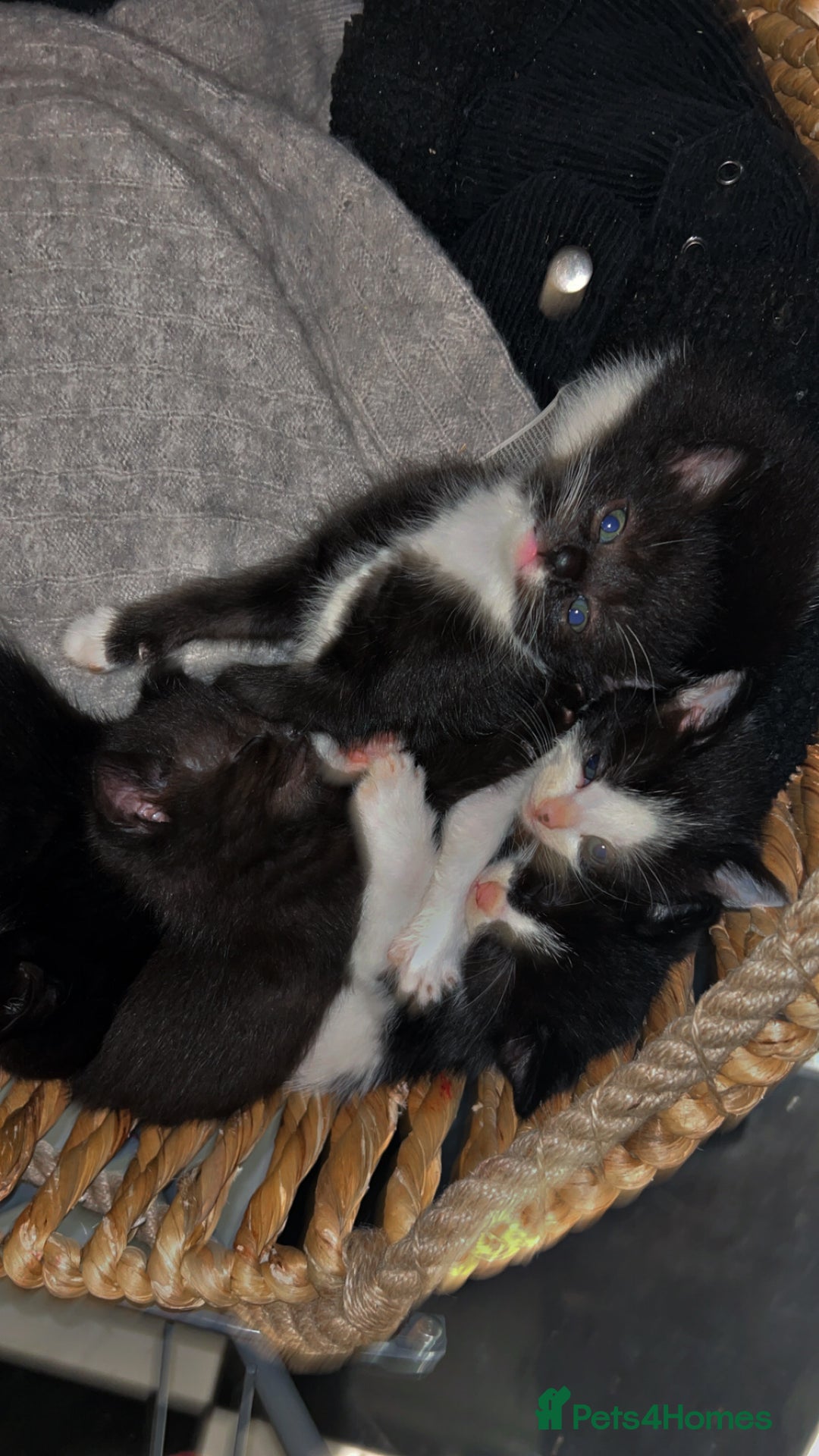Mixed Breed cats for sale: 4 beautiful kittens ready for new home - Image 2