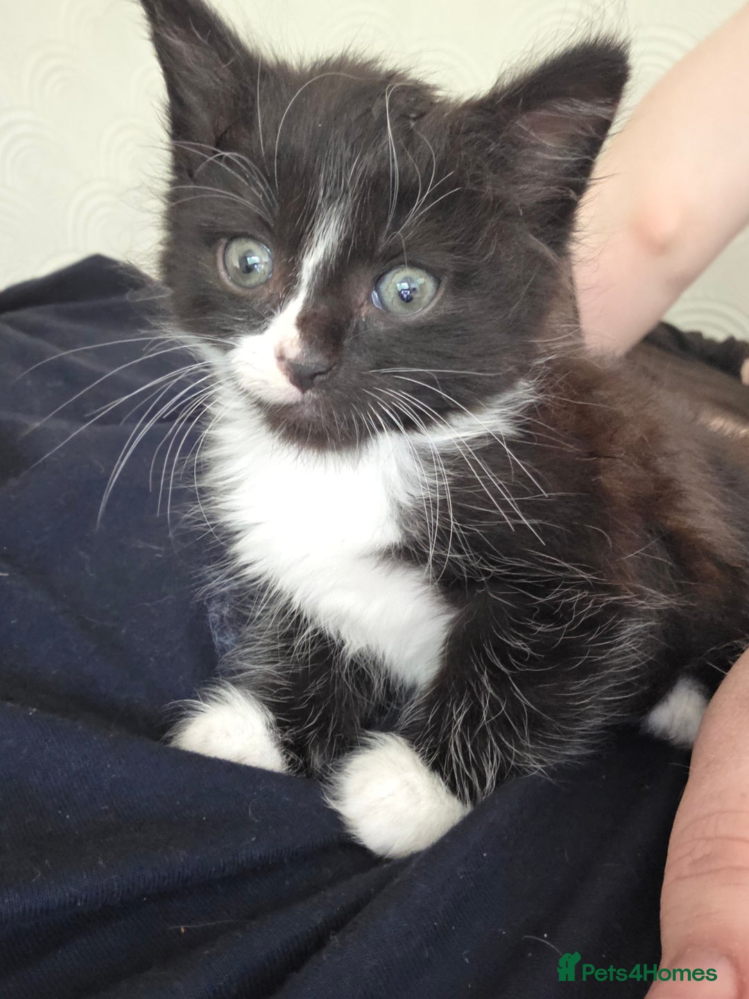 Mixed Breed cats for sale: Tabby mix kittens - Image 3