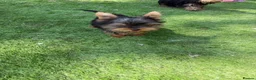 Yorkshire Terrier dogs for sale: Beautiful KC Registered Yorkshire Terrier Males - Advert 8
