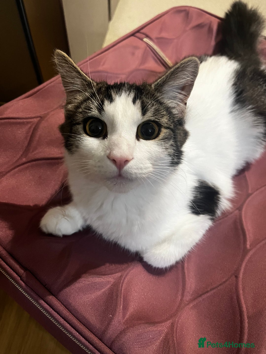 British Longhair cats for sale: New home for little Pasha! - Image 4