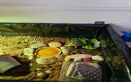 Hermann Tortoise reptiles for sale: Female Herman's Tortoise - Image 6