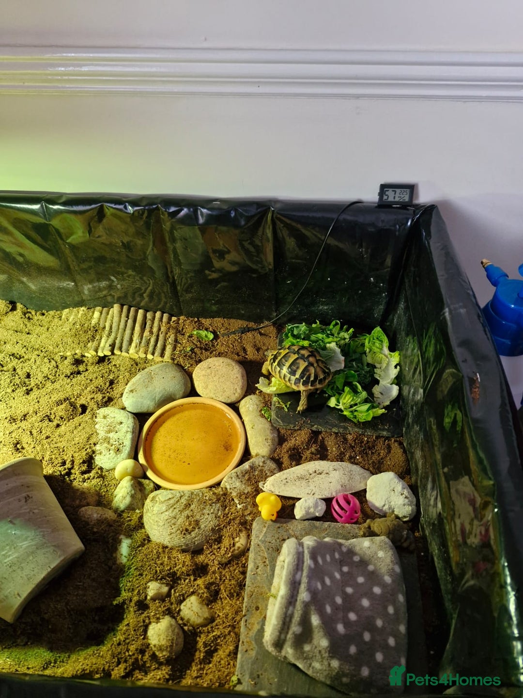 Hermann Tortoise reptiles for sale: Female Herman's Tortoise - Image 6