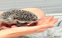 Pygmy Hedgehog rodents for sale: Male - Pigmy Hedgehog  in Chelmsford - Image 2