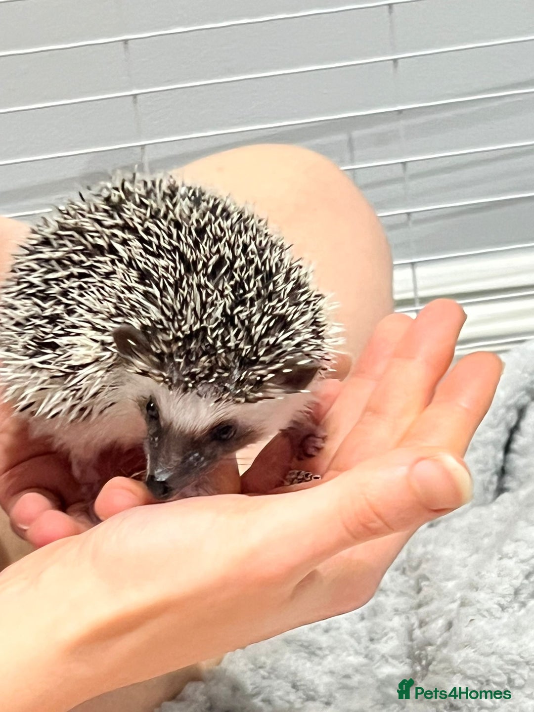 Pygmy Hedgehog rodents for sale: Male - Pigmy Hedgehog  in Chelmsford - Image 2