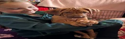 Rhodesian Ridgeback dogs for sale: Exceptionally Health Tested KC Ridgeback Puppies - Advert 14