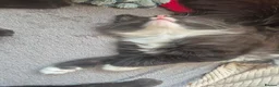 Mixed Breed cats for sale: 3 black and white tuxedo kittens, 2 male 1 female - Advert 23