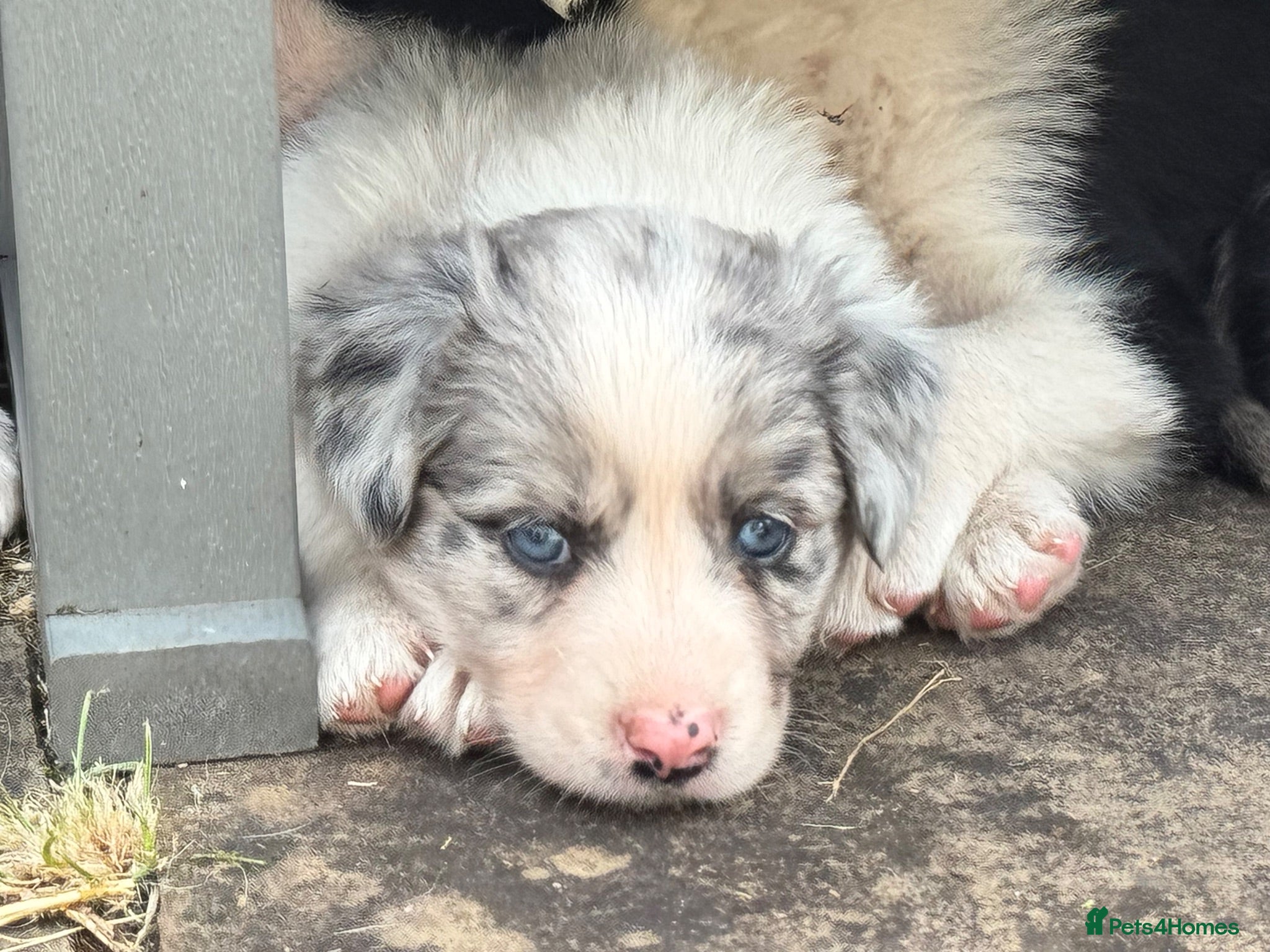 Border Collie dogs Gorgeous Collie Pups Mum ISDS Registered - Advert 6