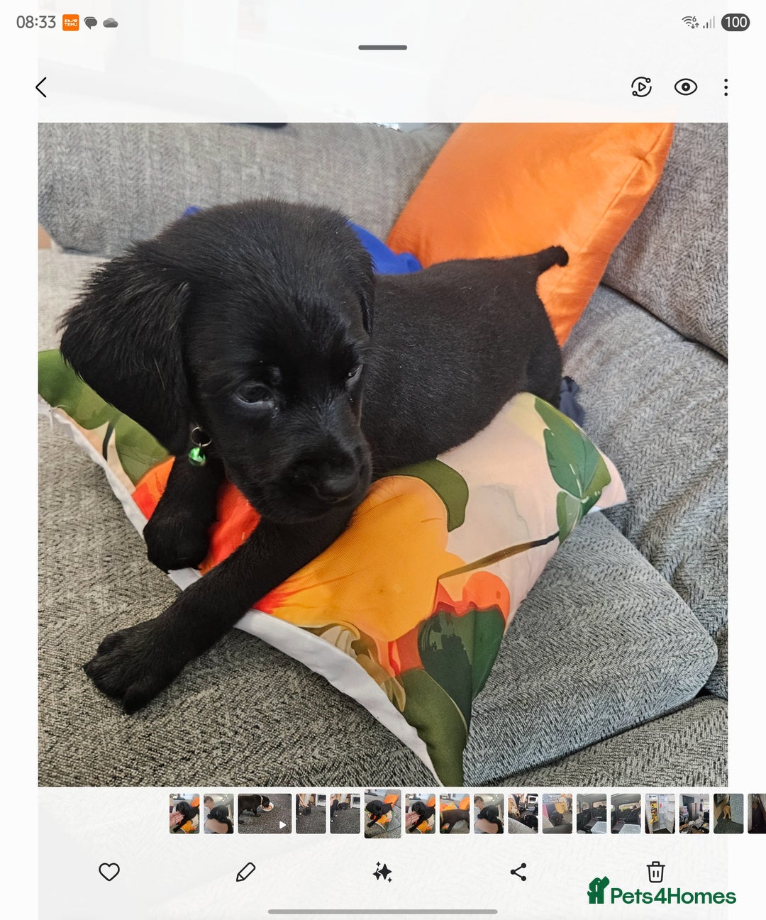 Labrador Retriever dogs for sale: Labrador Puppies Looking for their new homes - Image 6