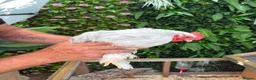 Chickens poultry for sale: 3 beautiful pekin cockerels - Advert 2