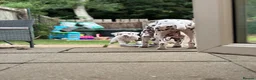 Dalmatian dogs for sale: Last one Beautiful KC Registered Dalmatian Puppie  - Advert 9