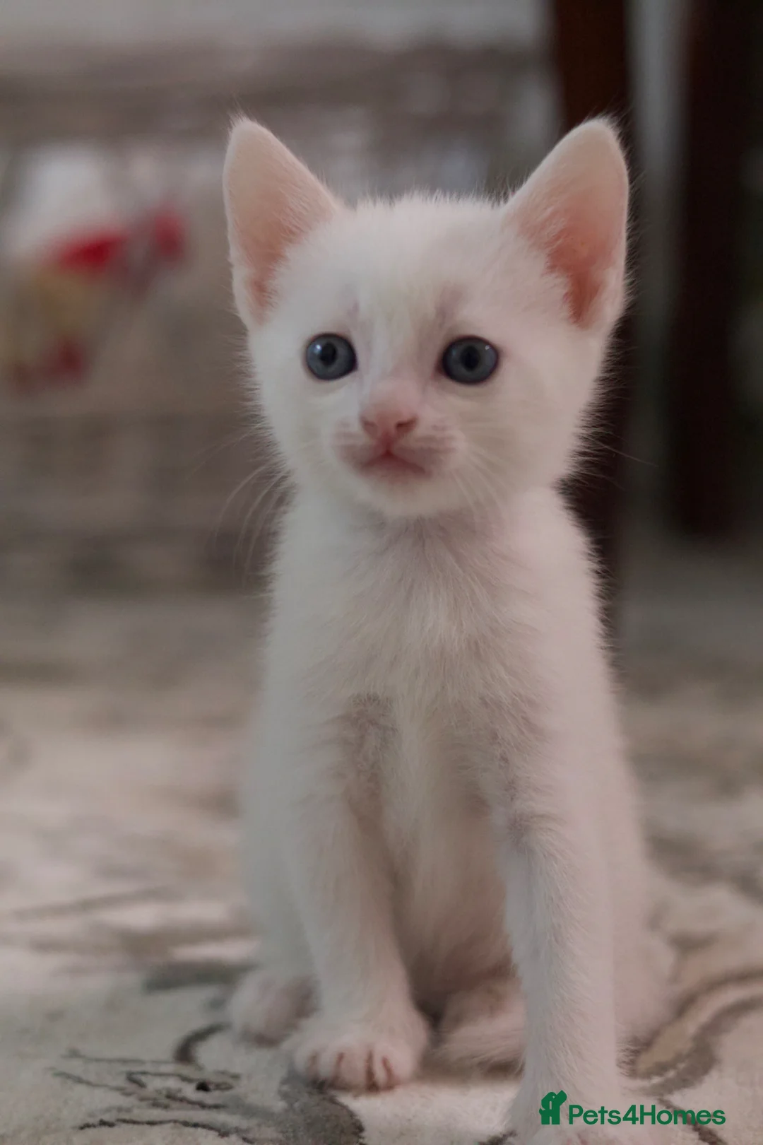 Mixed Breed cats for sale: Kitten for sale - Advert 1