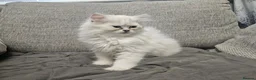Scottish Fold cats for sale: Beautiful scottish fold babies  - Advert 5