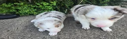 Border Collie dogs for sale: Beautiful Border Collies For Sale - Advert 8