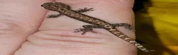 Lizard reptiles for sale: Available Rescues Looking for Their Forever Homes - Advert 10