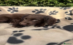 Cocker Spaniel dogs for sale: 5 beautiful cocker spaniels  - Advert 15