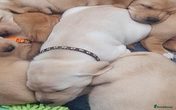 Labrador Retriever dogs for sale: KC Registered Labrador Puppies for sale  - Image 2