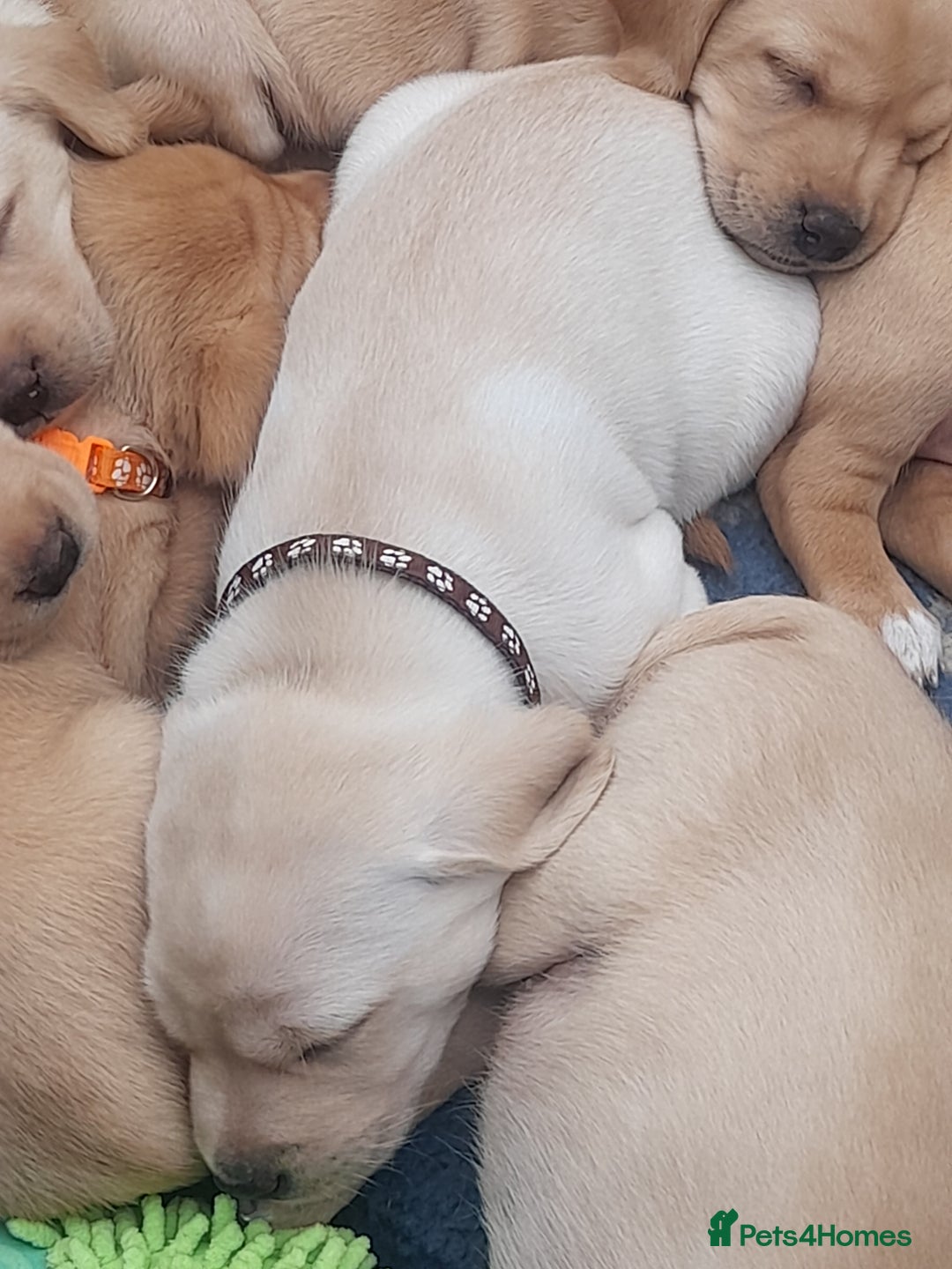 Labrador Retriever dogs for sale: KC Registered Labrador Puppies for sale  - Image 2