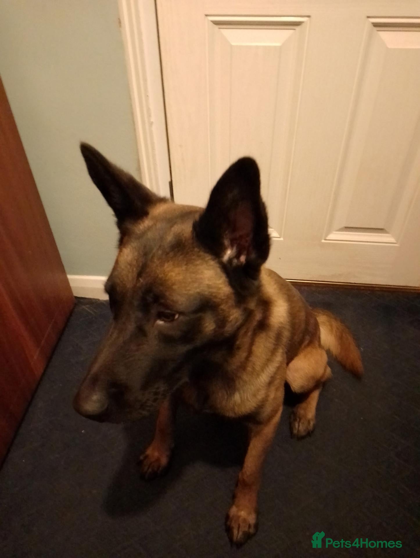 Mixed Breed dogs for sale: Belgium malinois  - Advert 5