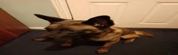 Mixed Breed dogs for sale: Belgium malinois  - Advert 2