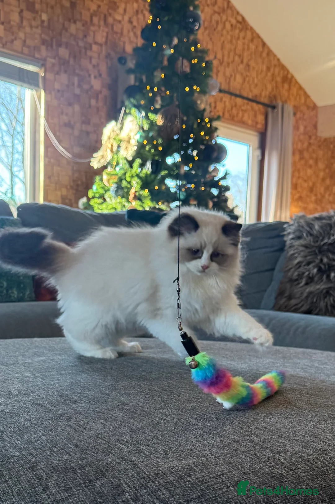 Ragdoll cats for sale: Ready Now  GCCF/TICA Purebred Reg Ragdoll Kittens - Advert 11