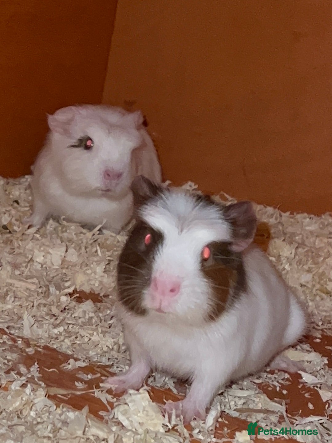 Guinea Pig rodents for sale: Baby Crested Guinea Pigs - Image 4