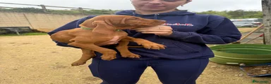 Hungarian Vizsla 3