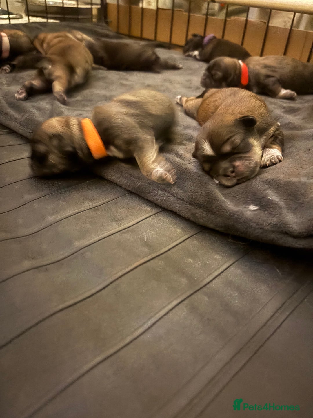 Shih Tzu dogs for sale: Shih tzus  - Image 4