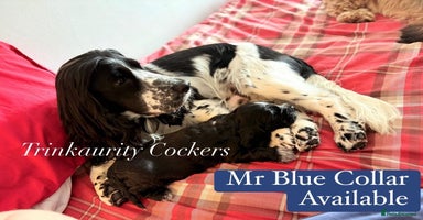 Cocker Spaniel dogs - Advert 10
