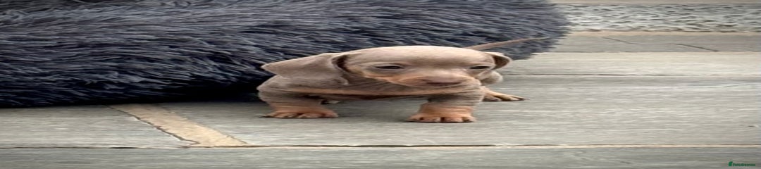 Miniature Dachshund Puppy 2