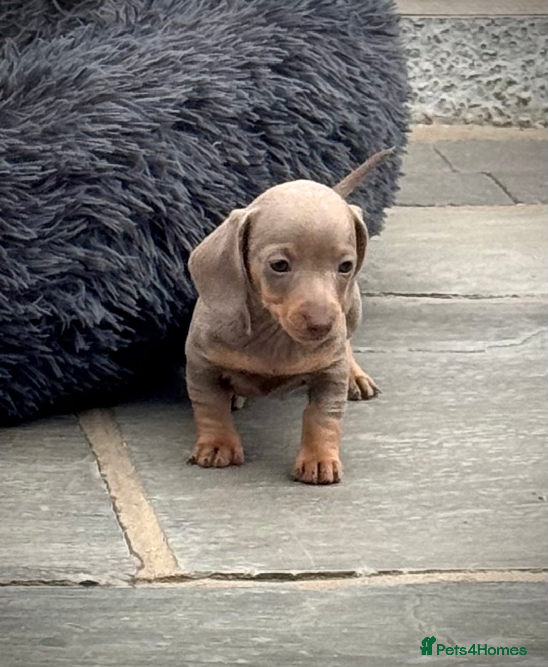 Miniature Dachshund dogs for sale: Beautiful litter of miniature dachshund puppies  - Image 4