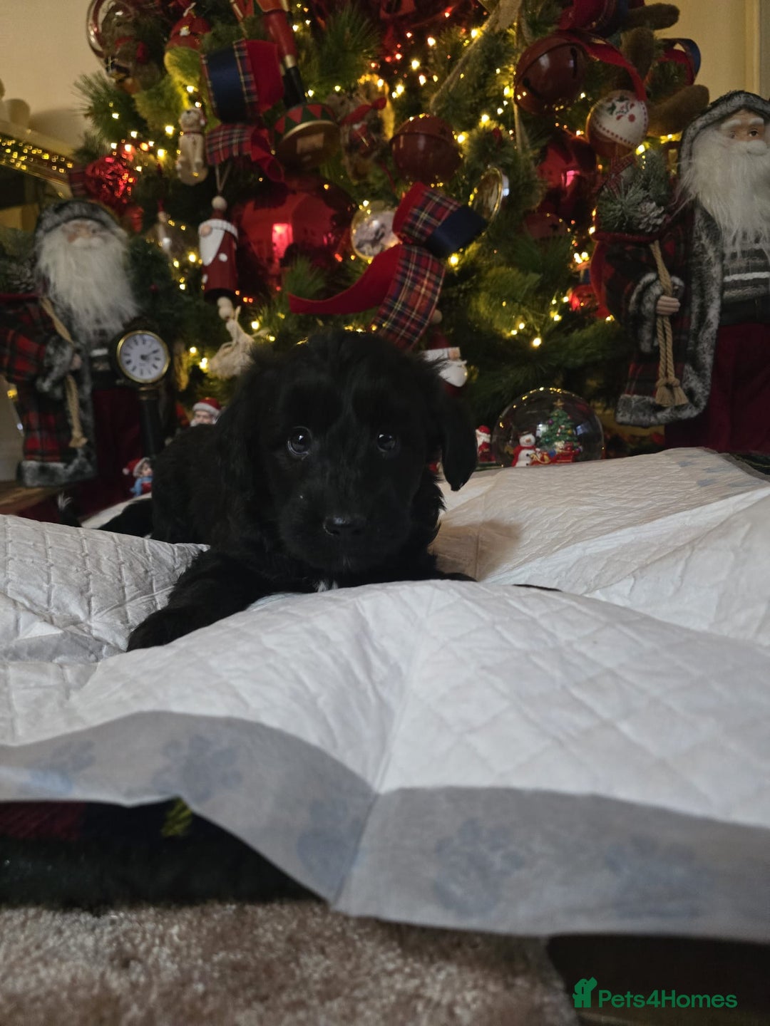 Cockapoo dogs for sale: Cockapoo puppies  - Advert 17