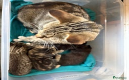 Mixed Breed cats for sale: 2 gorgeous kittens - Image 17