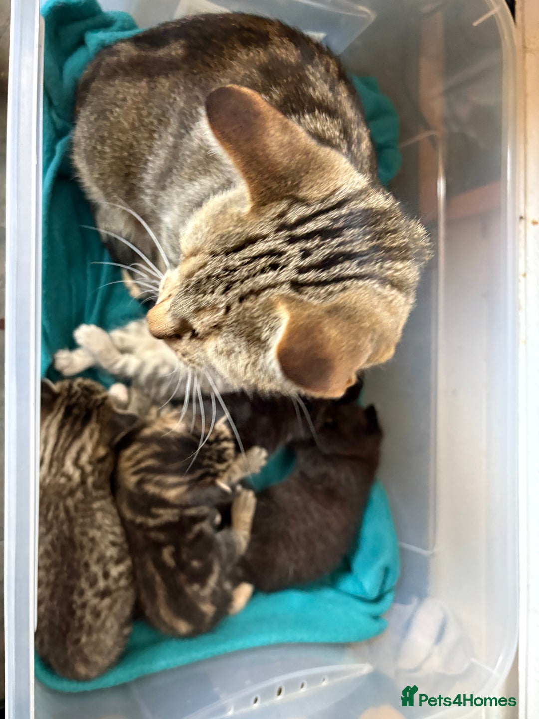 Mixed Breed cats for sale: 2 gorgeous kittens - Image 17