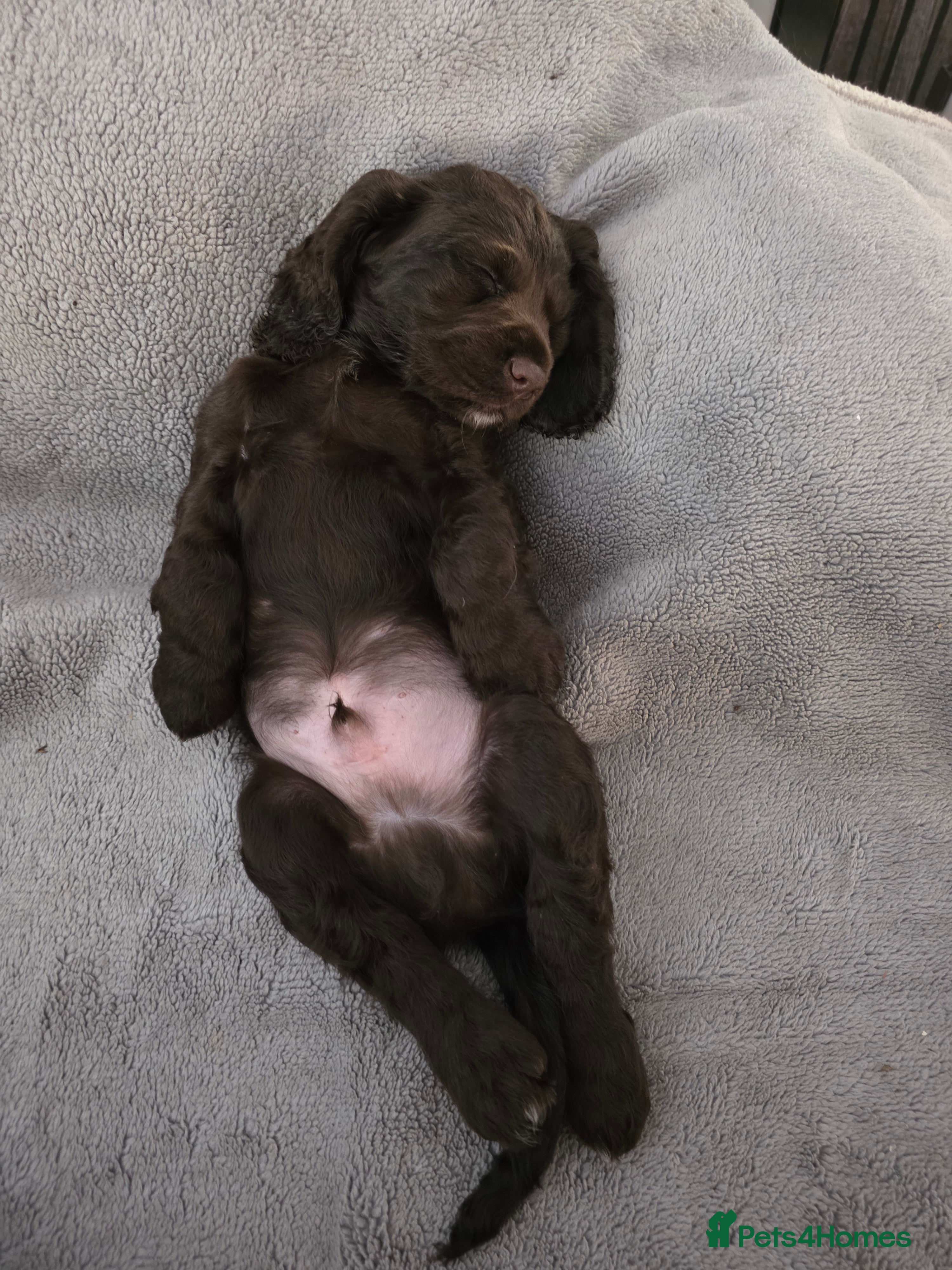 Cocker Spaniel dogs for sale: KC Reg Working Cocker Spaniel Pups ** 1 Boy Left** - Advert 11