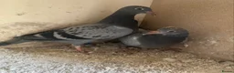 Pigeons birds for sale: Two young birds - Advert 1
