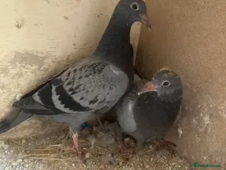 Pigeons birds Two young birds - Advert 1