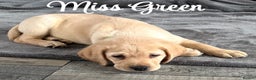 Labrador Retriever dogs for sale: Stunning litter of Labrador puppies - Advert 2