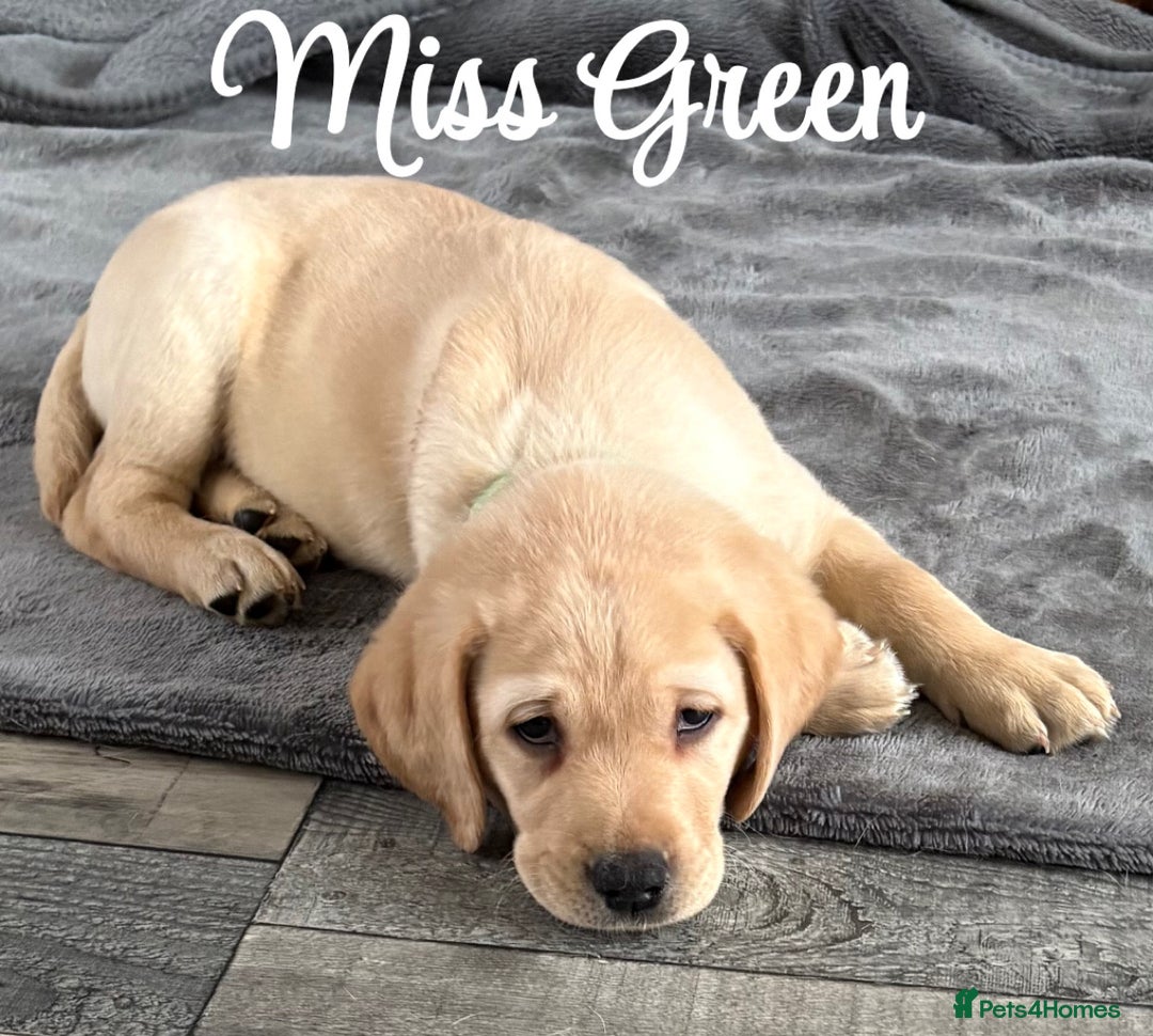 Labrador Retriever dogs for sale: Stunning litter of Labrador puppies - Advert 2