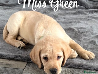 Labrador Retriever dogs Stunning litter of Labrador puppies - Advert 11