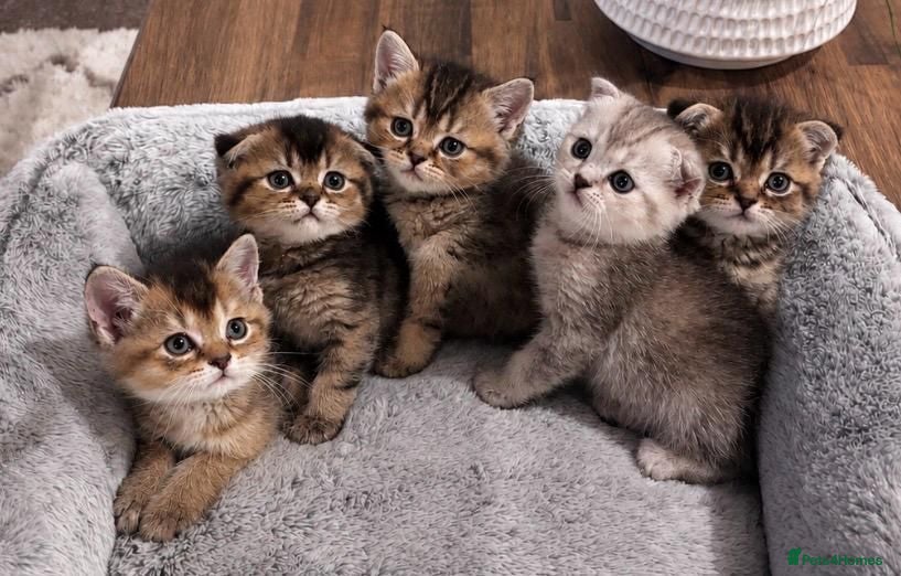 Scottish Fold cats Scottish Fold cuddlies - Advert 4