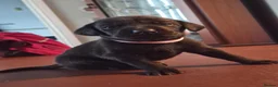 Labrador Retriever dogs for sale: Labrador puppies - Advert 5