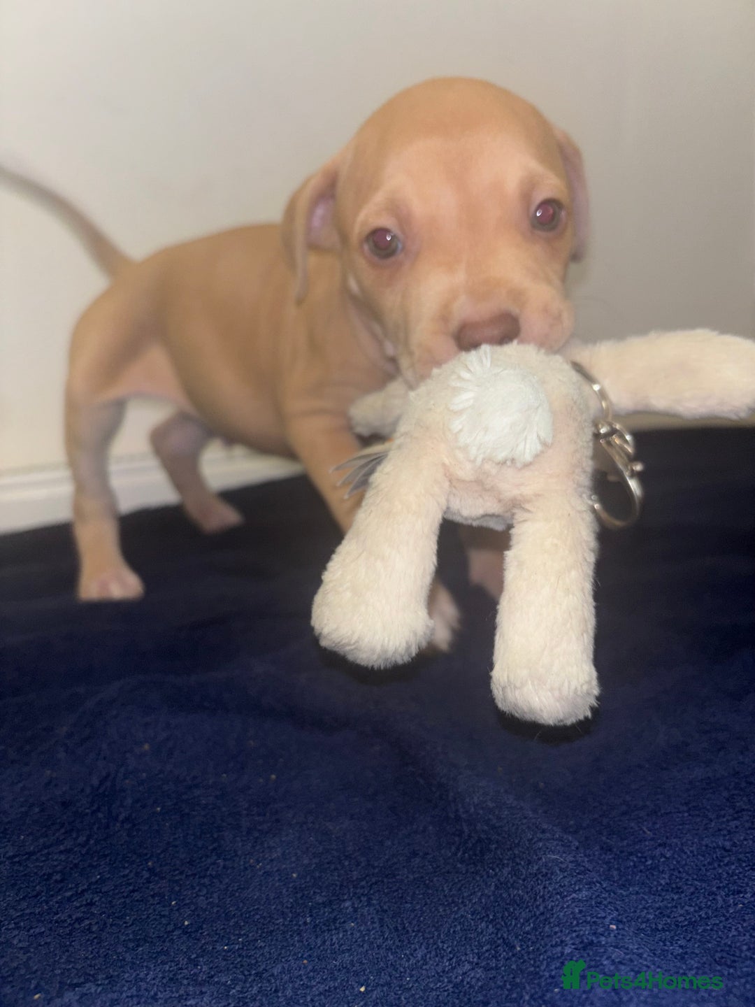 Mixed Breed dogs for sale: Staff puppies for sale!!!!! Weened and Ready now!! - Image 7