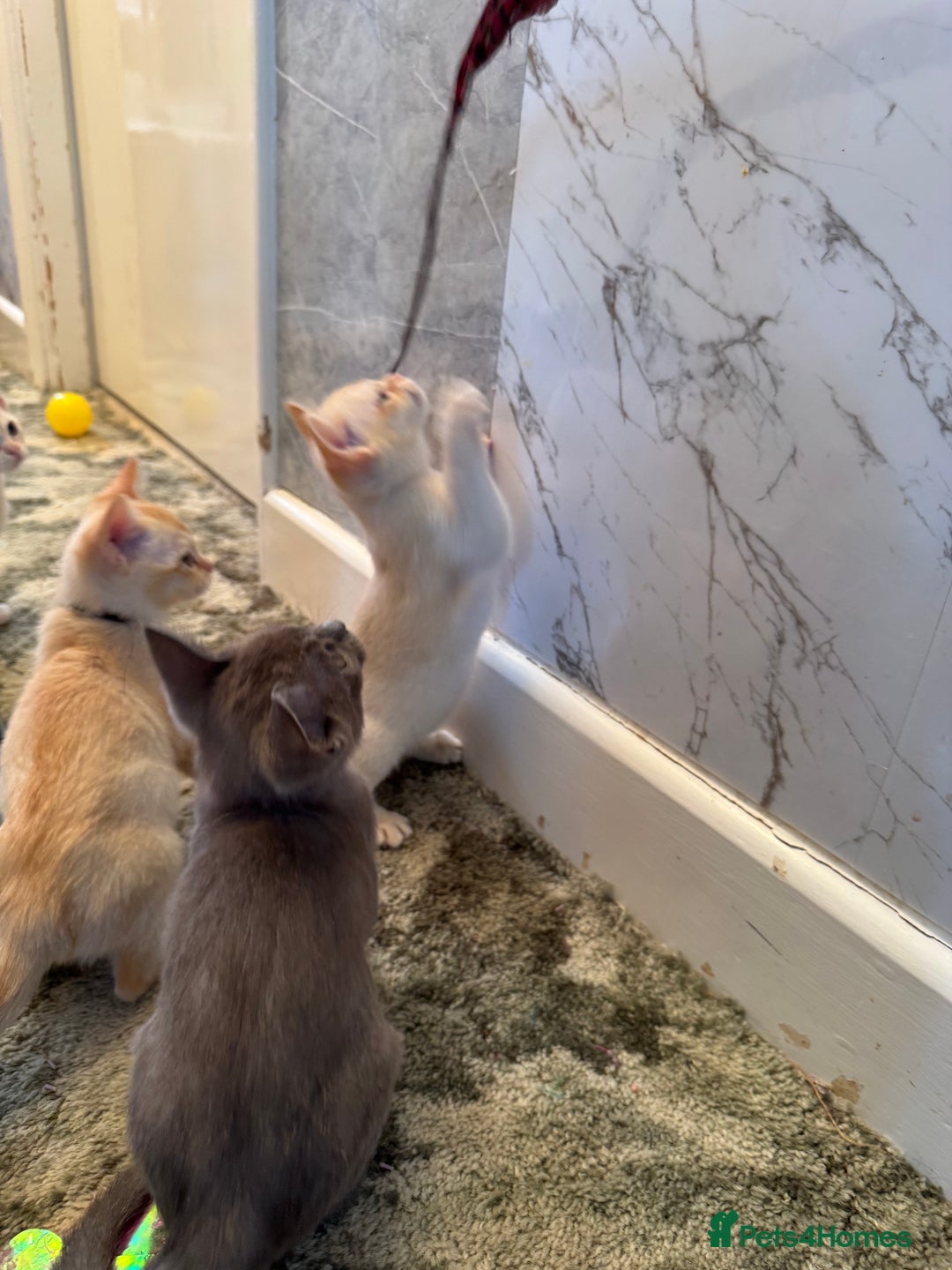 Burmese cats for sale: Burmese Kittens For Sale - Advert 18