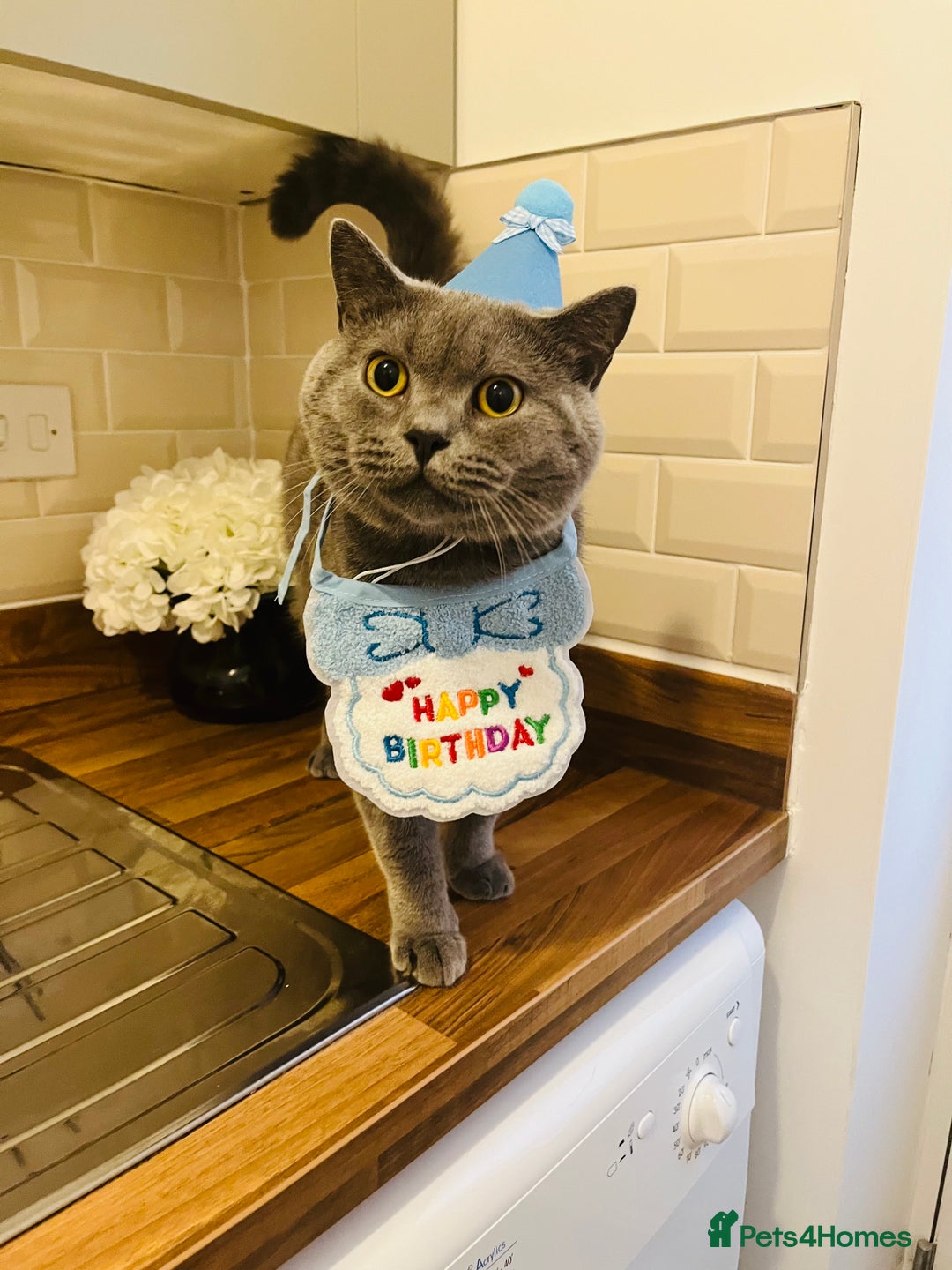 British Shorthair cats for sale: British Shorthair Boy - Advert 5