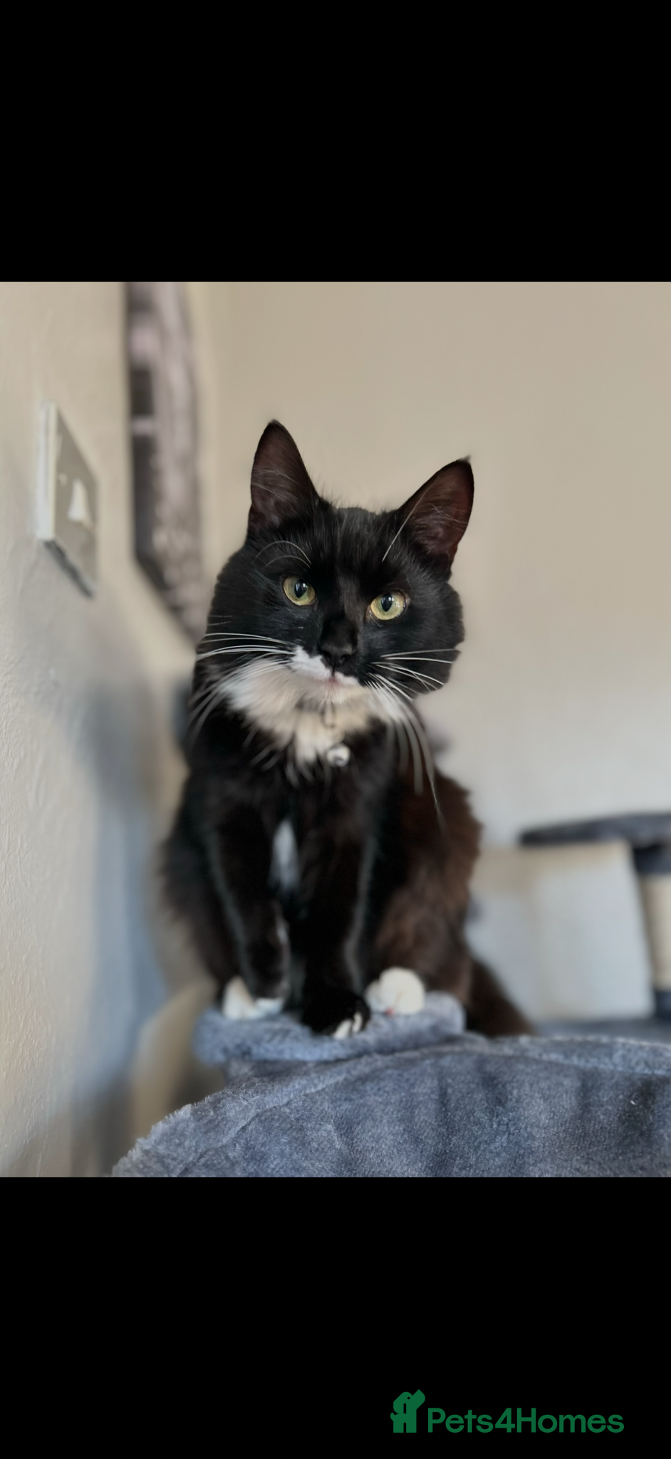 Mixed Breed cats Misty for rehoming - Advert 1