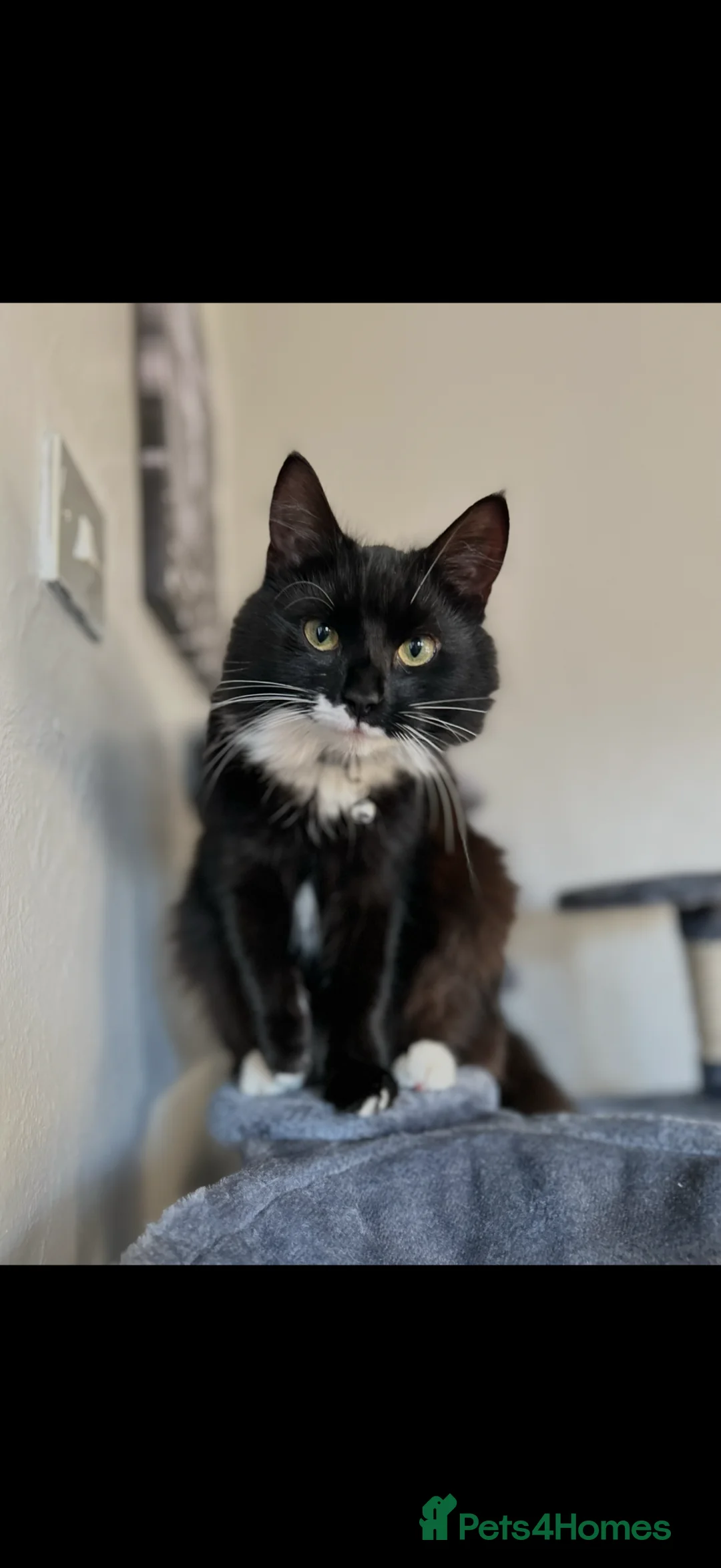 Mixed Breed cats for sale: Misty for rehoming - Advert 1