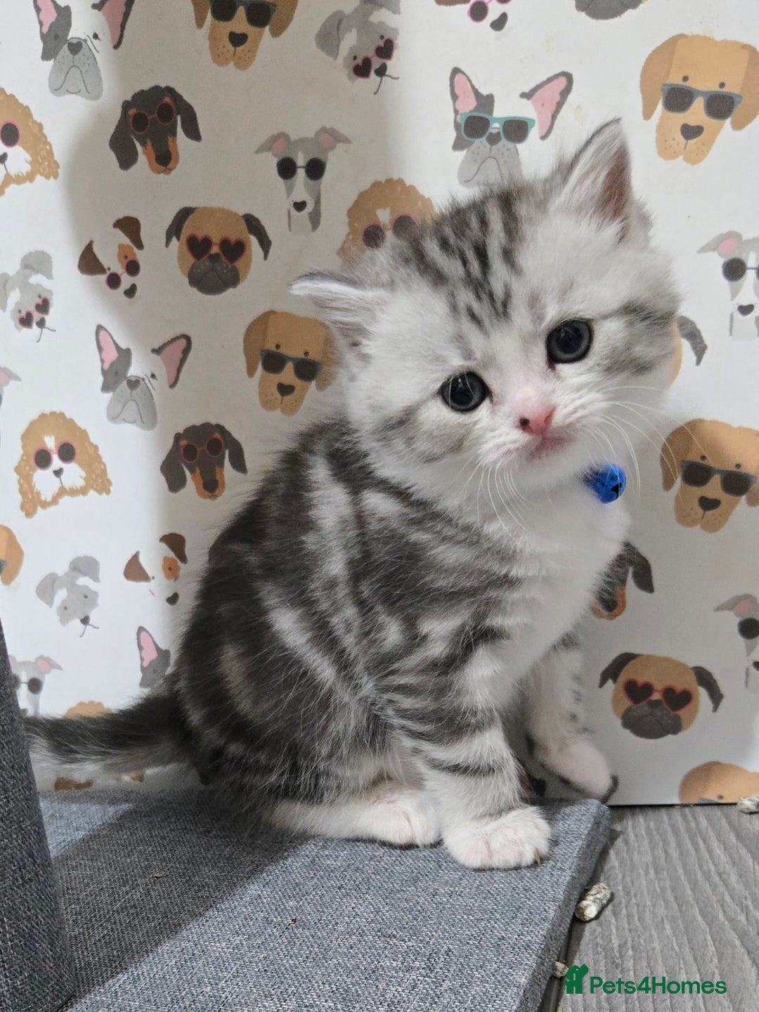 Brazilian Shorthair cats for sale: British shorthair x Persian  - Advert 8